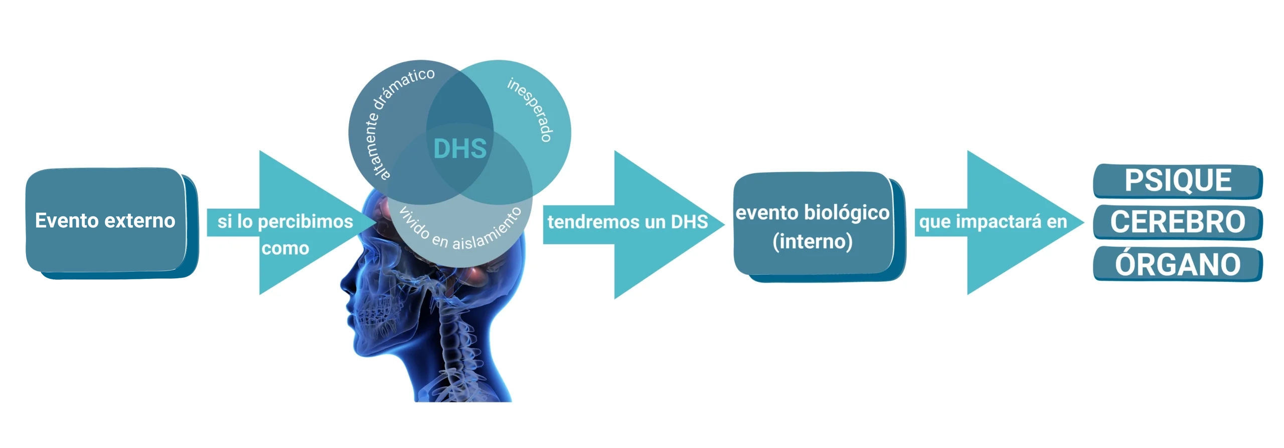 Esquema del proceso de un conflicto biológico que se trata con la Nueva Medicina Germánica.
